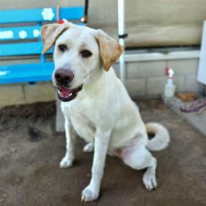 *CHARLOTTE, Labrador Retriever, young, available for adoption