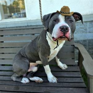 *BIG DEAL, Pit Bull Terrier, adult, available for adoption