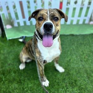 *BUTTONS, American Pit Bull Terrier, adult, available for adoption
