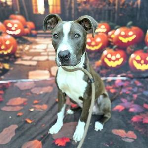 *CALI, Pit Bull Terrier, young, available for adoption