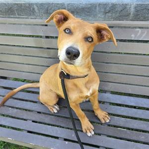 a brown dog sitting on a wooden bench