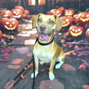 *ABILENE, Beagle, young, available for adoption