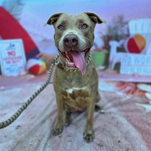 *ANGELISE, Pit Bull Terrier, adult, available for adoption
