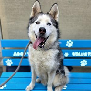 *GORDI, Siberian Husky, adult, available for adoption