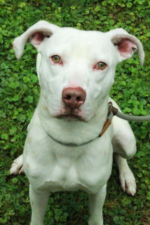 Bodie, Great Dane / Boxer, young, available for adoption