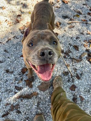 A happy dog looking up at the camera with its mouth open, standing on a gravel path with leaves scattered around.