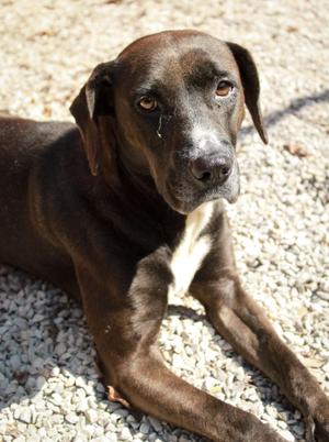 Juniper, Hound, adult, available for adoption