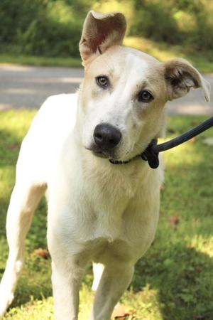 Avery, Siberian Husky / Mixed Breed, young, available for adoption