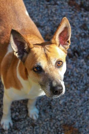 Chewy, Rat Terrier, senior, available for adoption