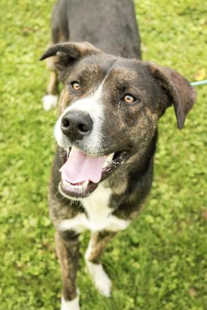 Gino, Siberian Husky / Boxer, adult, available for adoption