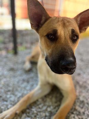 Lucy, Australian Cattle Dog / Blue Heeler / German Shepherd Dog, adult, available for adoption