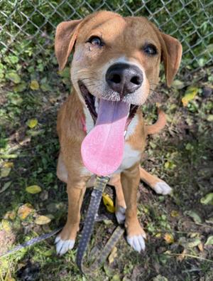 Macy, Labrador Retriever / Hound, adult, available for adoption