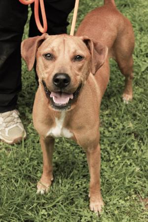 Clark, Boxer / Hound, adult, available for adoption
