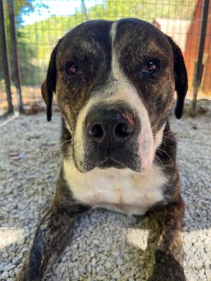 Gage, American Bulldog, adult, available for adoption