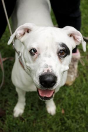 Maybelle, American Bulldog, adult, available for adoption