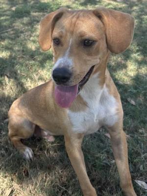 A brown and white dog with floppy ears sitting on grass, its tongue out.