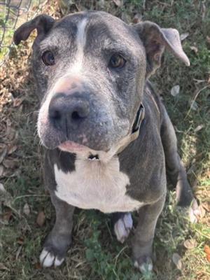 A gray and white pit bull terrier with a white chest and paws, wearing a collar, standing on grass.