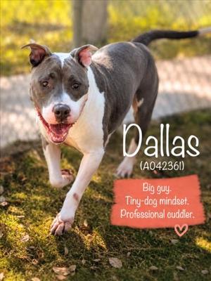 DALLAS, Pit Bull Terrier, adult, available for adoption