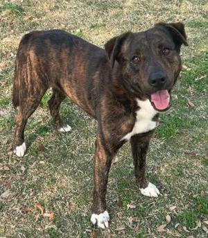 BARLEY, German Shepherd Dog, adult, available for adoption