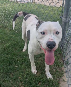 BEAST BOY, Pit Bull Terrier, adult, available for adoption