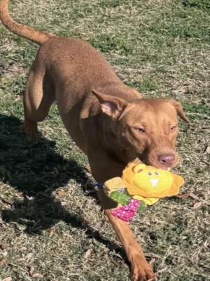 DAISY, Pit Bull Terrier, adult, available for adoption
