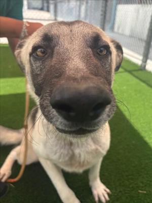 BLAST, German Shepherd Dog, adult, available for adoption