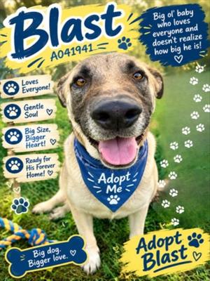 BLAST, German Shepherd Dog, adult, available for adoption