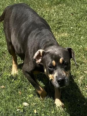 EMERALD, American Bulldog / Pit Bull Terrier, adult, available for adoption