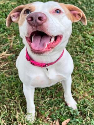 ARYA BARK, Pit Bull Terrier, young, available for adoption