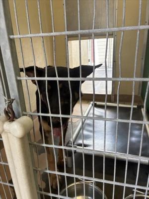 GOBLIN, German Shepherd Dog, adult, available for adoption