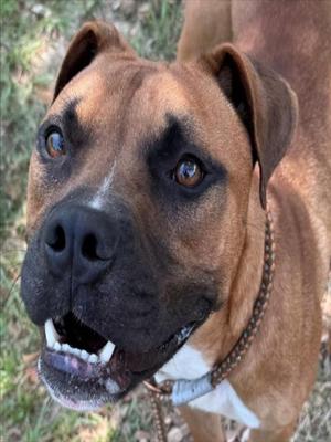 ALI, Boxer, adult, available for adoption