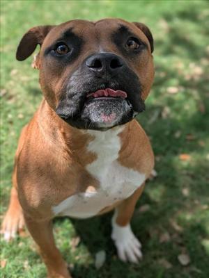 ALI, Boxer, adult, available for adoption