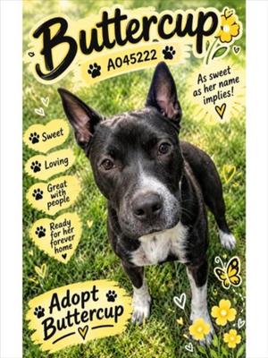 BUTTERCUP, Pit Bull Terrier, young, available for adoption