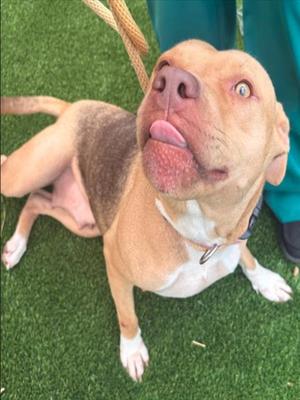 BASIL, Pit Bull Terrier, adult, available for adoption