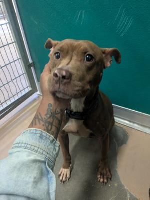 BARKINA TURNER, Pit Bull Terrier, senior, available for adoption