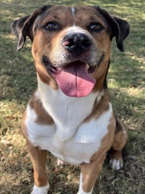 CHARLIE, Catahoula Leopard Dog, adult, available for adoption
