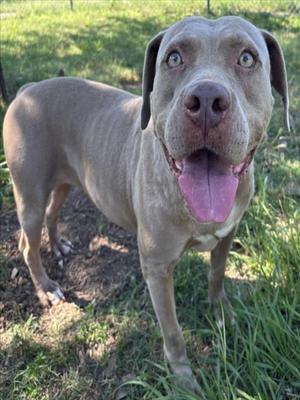 A happy dog with a light gray coat and floppy ears, standing in a grassy area with its tongue out.