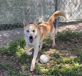 BUSTER, German Shepherd Dog / Husky, young, available for adoption