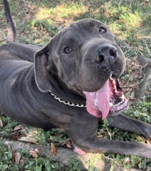 A black dog with a pink tongue sticking out, lying on the ground with grass and leaves around it.