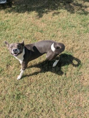 A blue and white dog standing on grass, looking towards the camera with its mouth open.