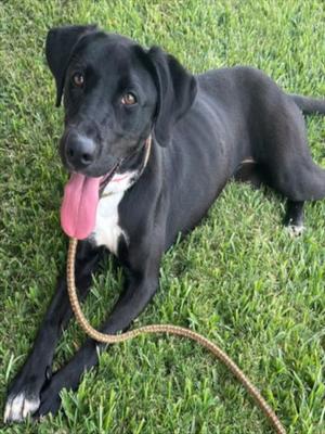 AQUA, Labrador Retriever, adult, available for adoption