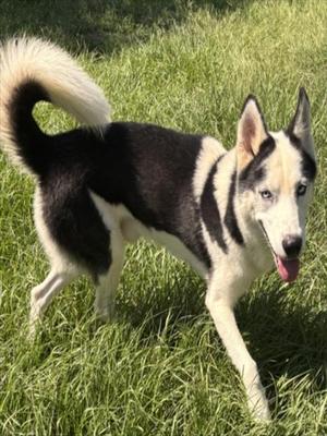 BILL FURRY, Husky, adult, available for adoption