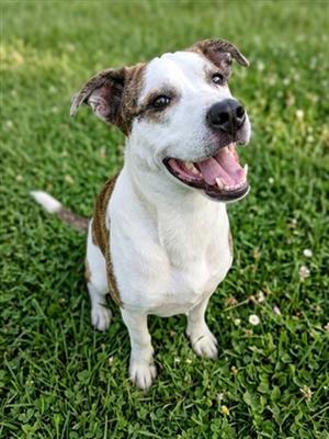 BUBBLES, Staffordshire Bull Terrier, young, available for adoption
