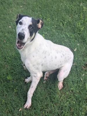 DOC, English Pointer, young, available for adoption
