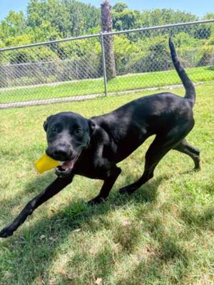 DIAMOND, Labrador Retriever, young, available for adoption