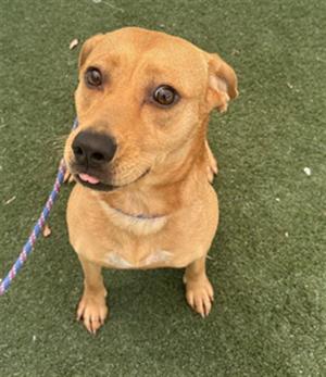 ANNIE, Labrador Retriever, young, available for adoption