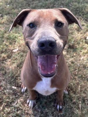 A brown and white dog with floppy ears and a happy expression, sitting on grass.