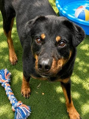 FANG, Rottweiler, adult, available for adoption