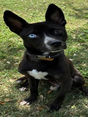 BARON VON BARK, Catahoula Leopard Dog, adult, available for adoption