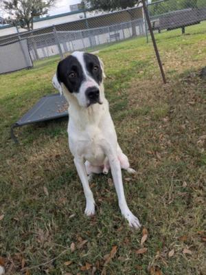 A black and white dog sitting on grass, looking directly at the camera.